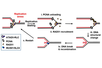 How cells relieve DNA replication stress