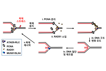 세포의 ‘DNA 복제 스트레스’ 해소법 발견
