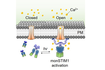 Blue light triggers memory and emphatic fear in mice via a non-invasive approach