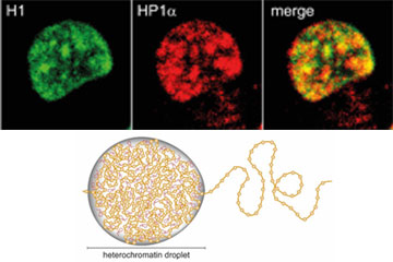 New Roles for DNA-Packaging Proteins