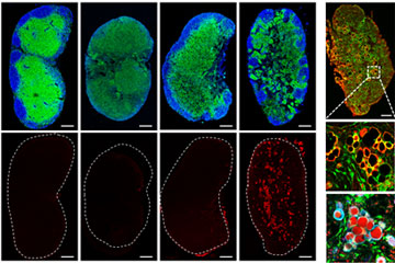 Unveiling how lymph nodes regulate immune response