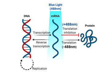 Controlling the messenger with blue light