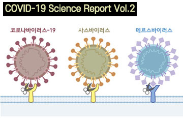 Structure of COVID-19 and treatment strategies for blocking the entry pathway of the virus