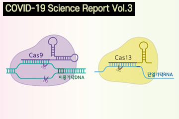 A promising antiviral against the coronavirus