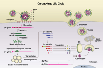New Coronavirus (SARS-CoV-2) Mapped Out