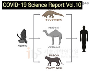 How pangolins are linked to human coronavirus infection