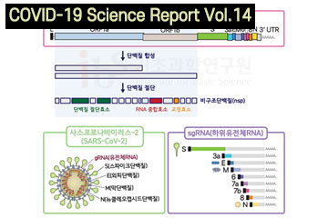 Significance of genetic map of SARS-CoV-2 revealed by IBS researchers