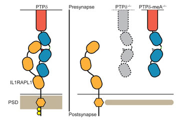 Proper synaptic joint will get you good night’s sleep