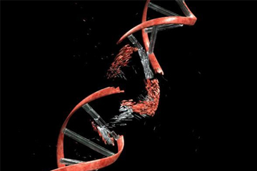 First systematic report on the tug-of-war between DNA damage and repair