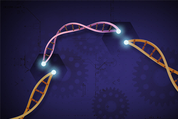 Comparing 13 different CRISPR-Cas9 DNA scissors
