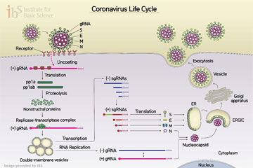 New Coronavirus (SARS-CoV-2) Mapped Out