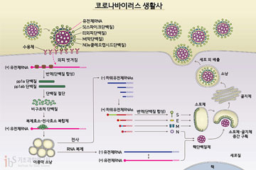 코로나19 바이러스 고해상도 유전자 지도 완성