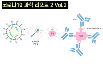 코로나19 변이체 vs 면역체계 방어시스템