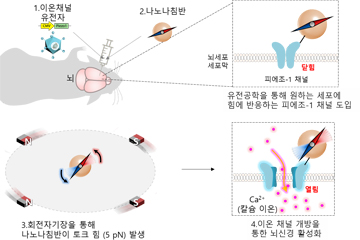 자기장으로 뇌기능 원격·정밀 제어한다