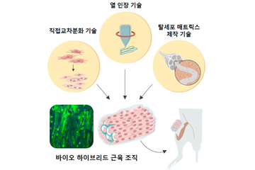 맞춤형 인공 근육 제작한다