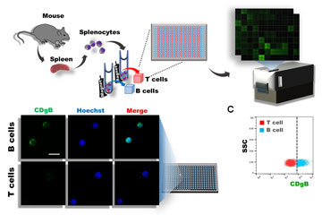 A new fluorescent probe that can distinguish B cells from T cells