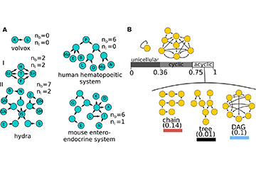 A simple model of development reveals shapes of cell lineages and links to regeneration