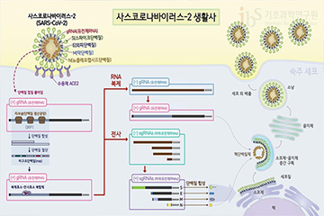 코로나바이러스 증식 제어하는 단백질 찾았다