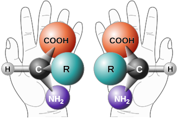 Learning chemical networks give life a chiral twist