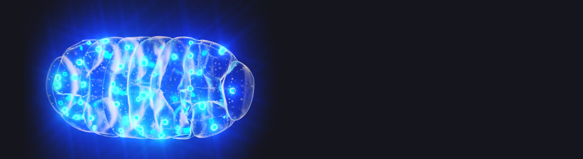 A new era of mitochondrial genome editing has begun