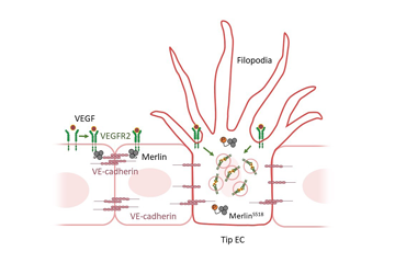 “Merlin” serves as a gatekeeper in new blood vessel formation