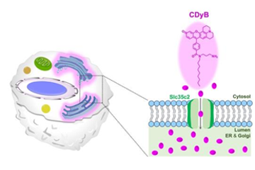면역세포 B세포에만 반짝이며 빛을 내는 형광분자 개발