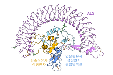 IBS, 성장 조절하는 인슐린유사성장인자의 비밀을 밝히다