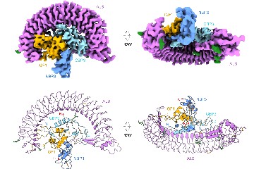 Uncovering the Secret of Insulin Growth Factor Ternary Complex