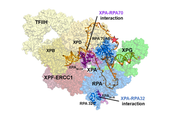 Scientists achieve a new understanding of the nucleotide excision repair process