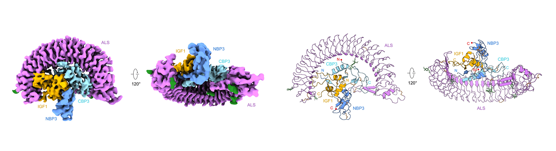 Uncovering the Secret of Insulin Growth Factor Ternary Complex