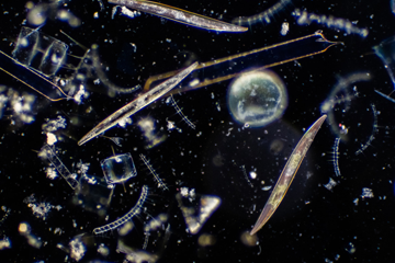 Metabolic hack makes ocean algae more resilient to 21st century climate change