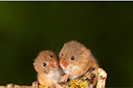 Brain vibes that provide empathetic response