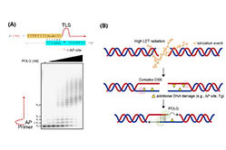 How Cancer Cells Repair DNA Damage Induced by Next-generation Radiotherapy