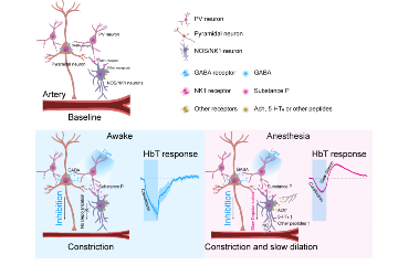 How the brain controls blood flow during sleep