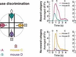 Discovery of Neurons that Recognize Others