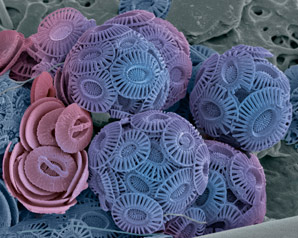 Algae could sink more carbon as oceans warm