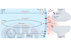 Breakthrough Study Reveals New Insights into GABA, the Brain