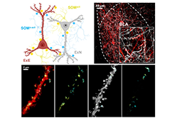 공포 기억 조절하는 신경세포 찾았다