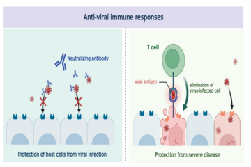 Evolution of the human immune system in the post-Omicron era