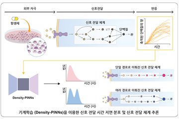 항암 효과 낮추는‘세포 간 이질성’극복 전략 찾았다