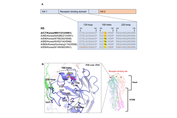 국내 발생 고병원성 조류독감, 인체감염 가능성 있다