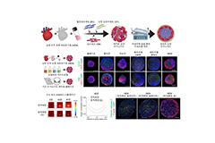 심장 미세환경까지 구현한 미니 장기 ‘오가노이드’ 나왔다