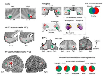 Reading Pleasure and Pain from the Brain