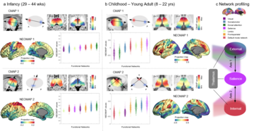 Decoding the Principle of Functional Brain Development: Thalamocortical Connectivity and the Formation of Functional Networks