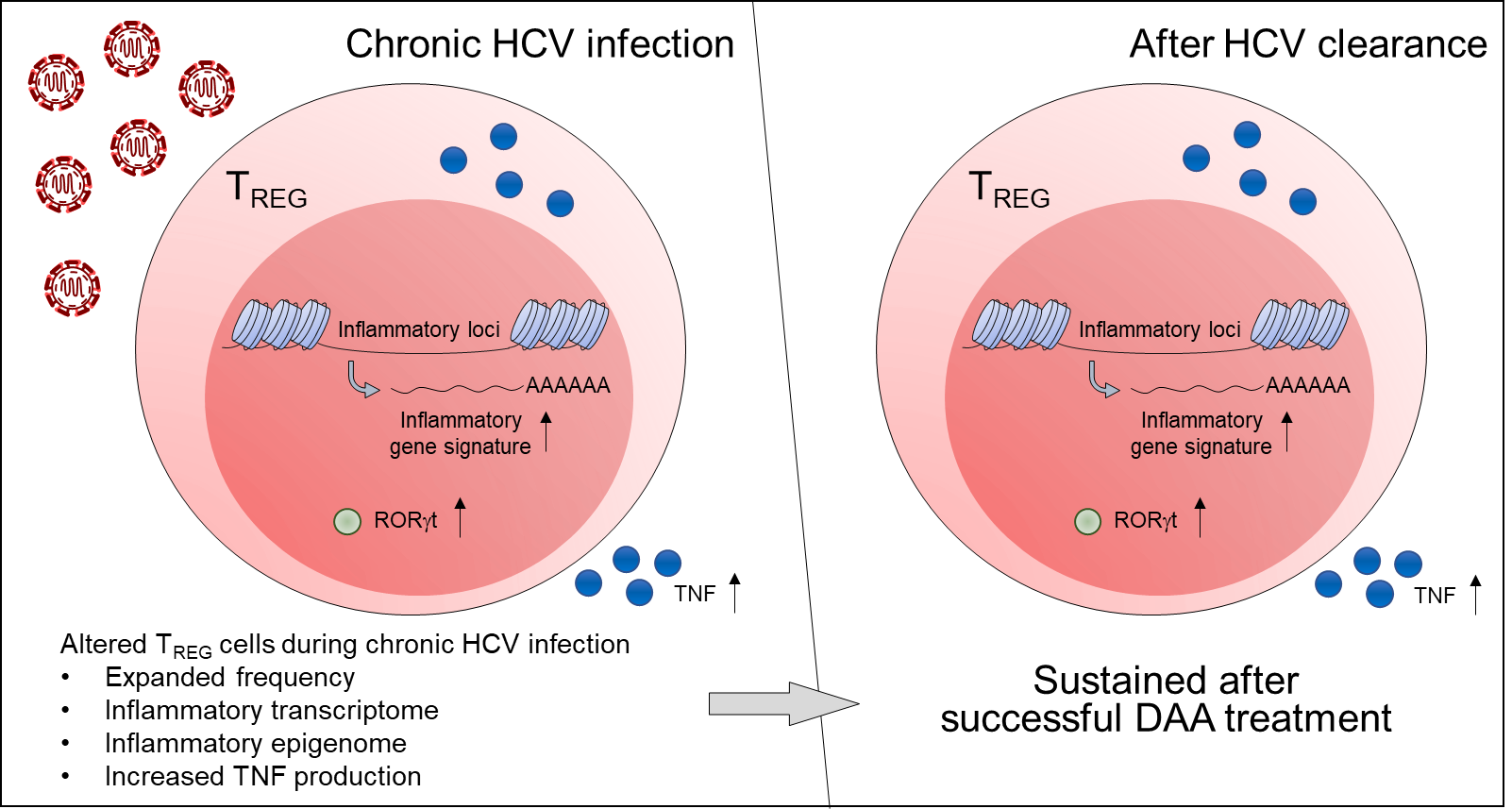 Hepatitis C Leaves “Scars” in Immune Cells Even After Successful Treatment