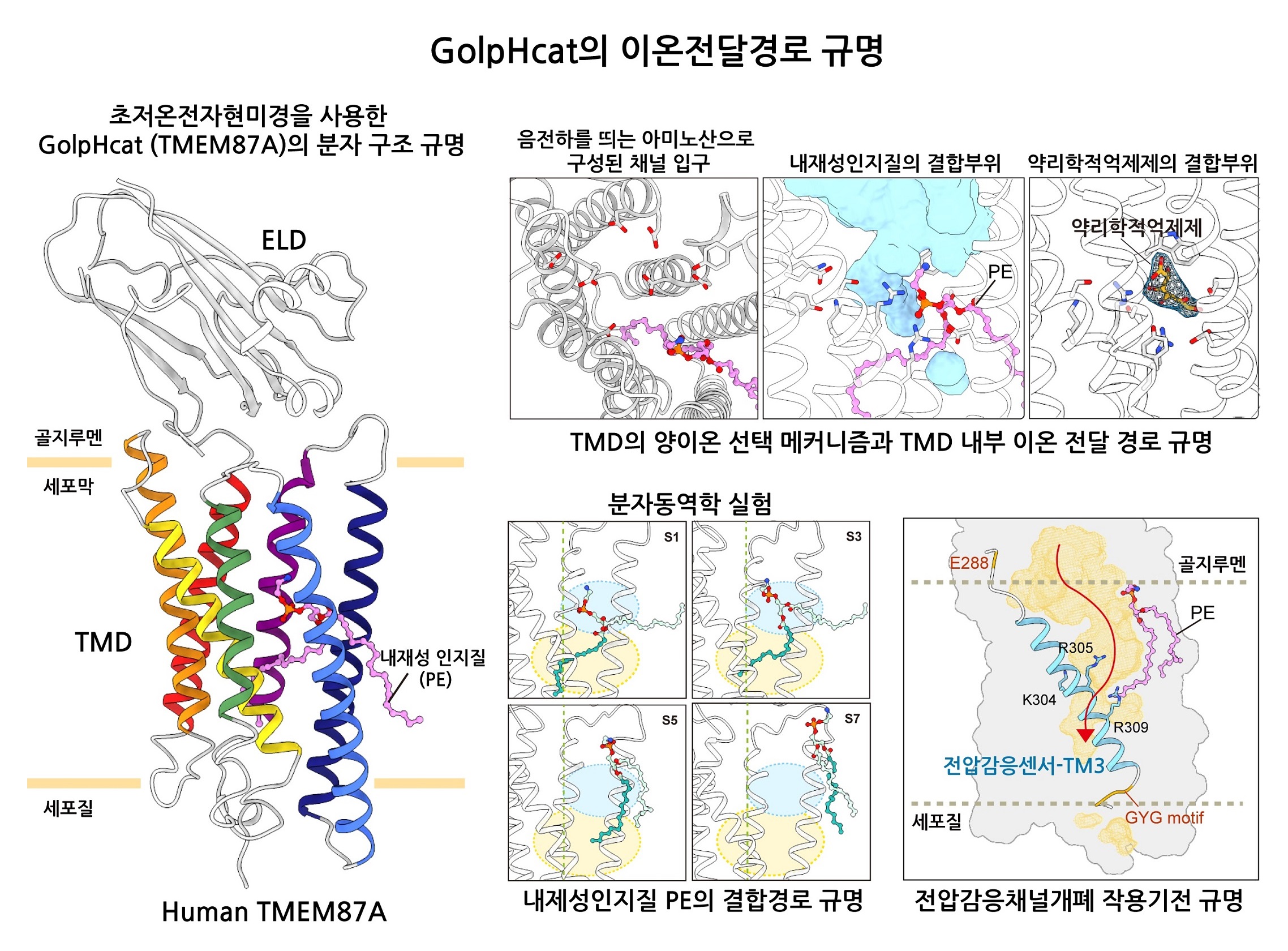 뇌세포 속 우체국, ‘골지체’ 작동시키는 핵심 이온 채널 밝혔다