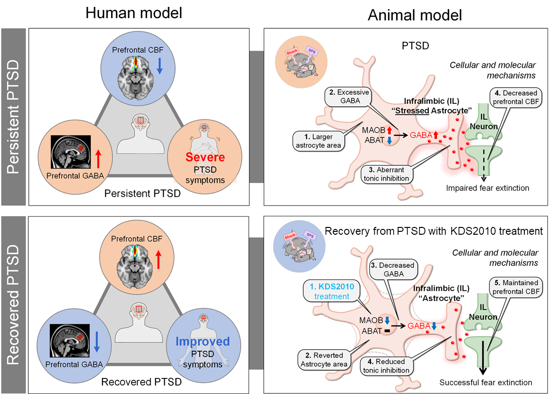 Astrocytes Identified as Hidden Culprit Behind PTSD