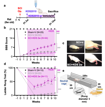 Astrocytic “Brake” That Blocks Spinal Cord Repair Identified