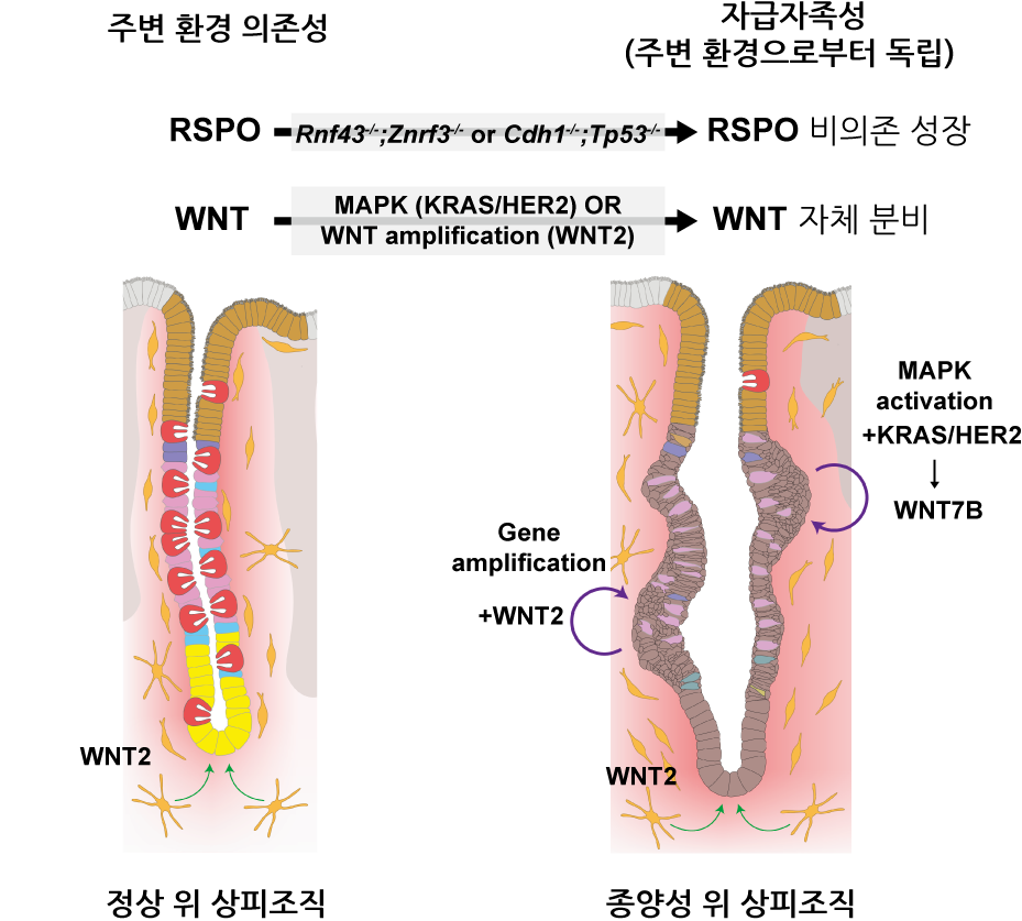혼자서도 잘 자라는 암세포의 성장 전략 규명