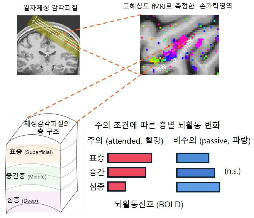 촉각에 집중하면 뇌는 어떻게 반응할까…주의, 감각 신호 일괄 증폭 아닌 